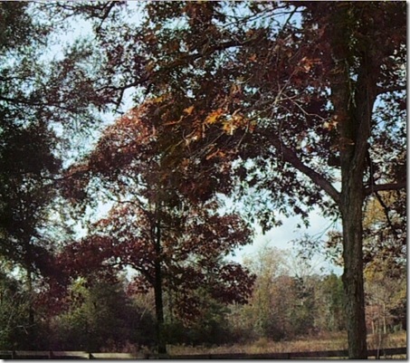 fall at our house 5