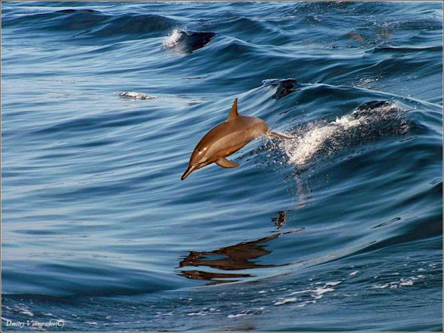 imagen RUTA LOS DELFINES MOCHIMA