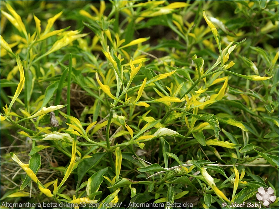 Alternanthera bettzickiana 'Green Yellow' - Alternantera Bettzicka