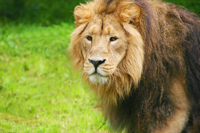 Lion essay in marathi : सिंह निबंध मराठी