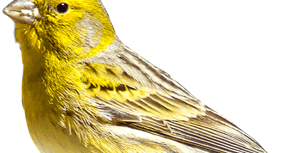 Download Suara Burung Kenari Gacor Ngerol Panjang Cocok 