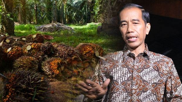 Bahan Minyak Goreng yang Dilarang Ekspor oleh Jokowi Bukan CPO, Tapi RBD Olein