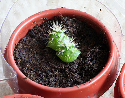 Largest Cactus 