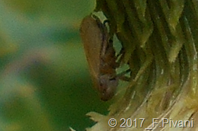 Cicadellidae ? di fianco Cicadellidae ? di fianco