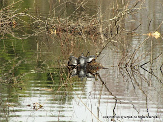 Eastern Painted Turtles