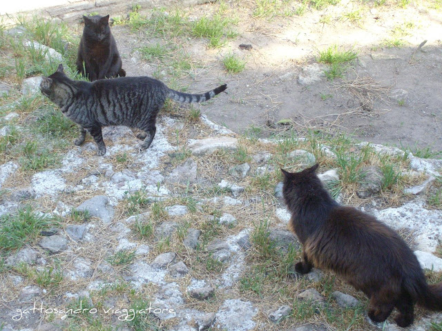 Colonia felina di  Torre Argentina