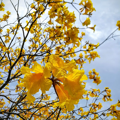 Família: Bignoniaceae Nome científico: Tabebuia chrysotricha Sinonímia: Nome(s)Popular(es): Ipê-amarelo-cascudo, ipê-amarelo-da-mata, ipê-do-morro, aipê, ipê-tabaco, ipê-açu, ipê-amarelo-paulista, pau-mulato, pau-d'arco-amarelo.