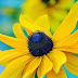 A little ray of sunflower