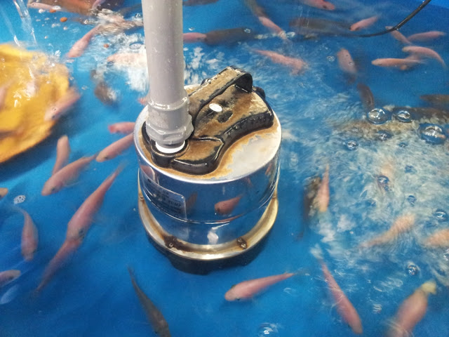 Affnan's Aquaponics: Change Pump to Resun Penguin