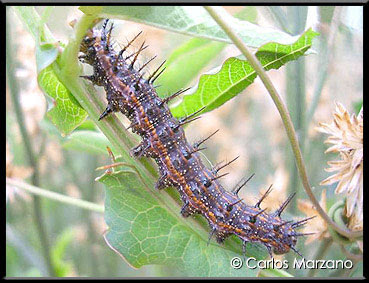 Mariposa espejitos Agraulis vanillae