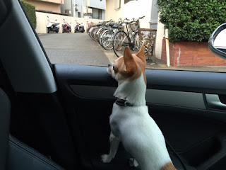 ミントの診察を車で待つハッピーです。