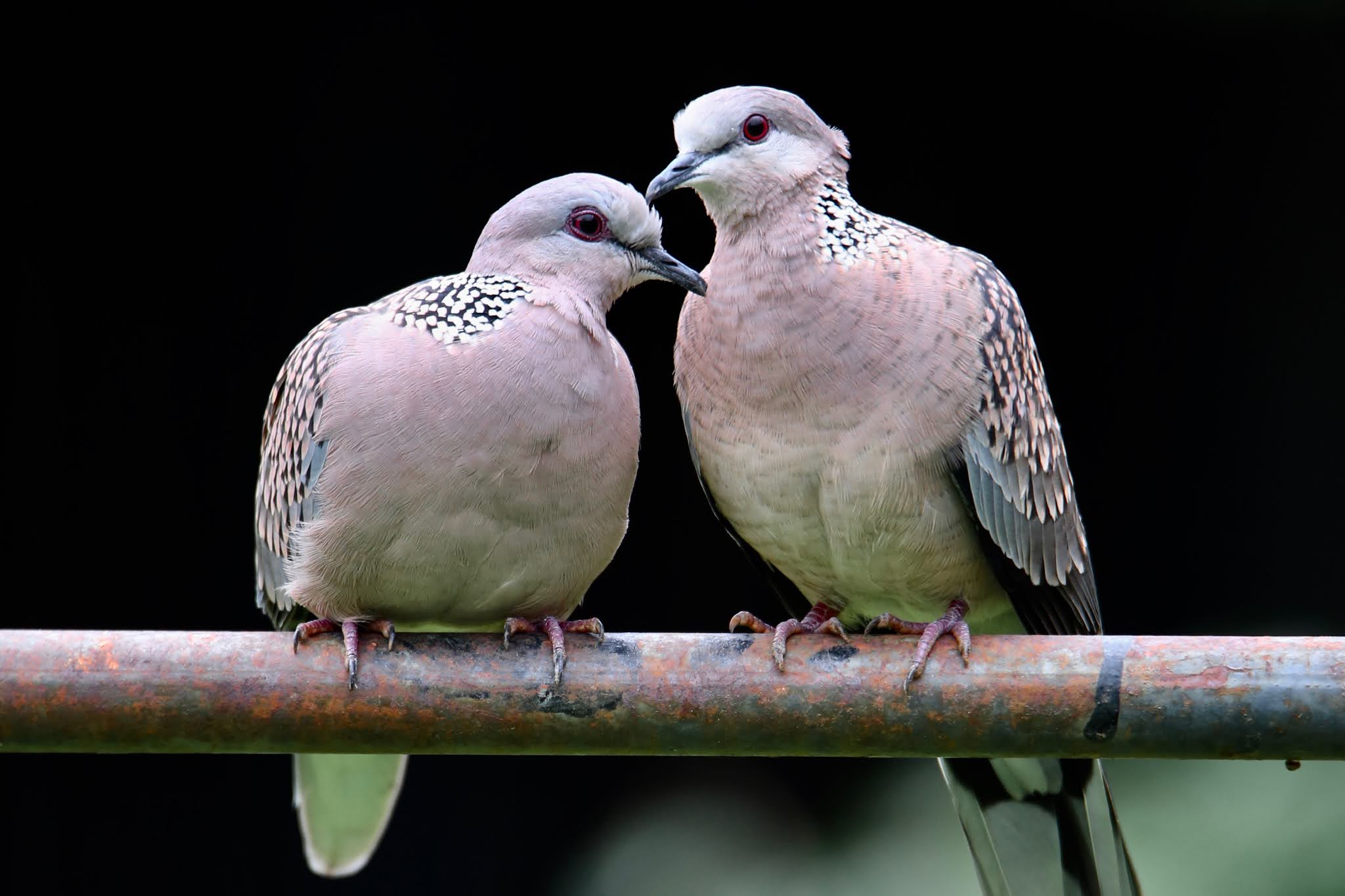 Spotted doves courtship, breeding, large, high resolution images