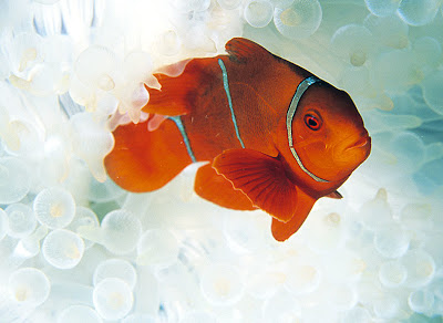 Peces en el mar II (6 fotos e imágenes acuáticas)