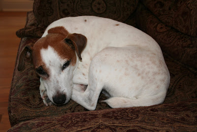 jack russell picture