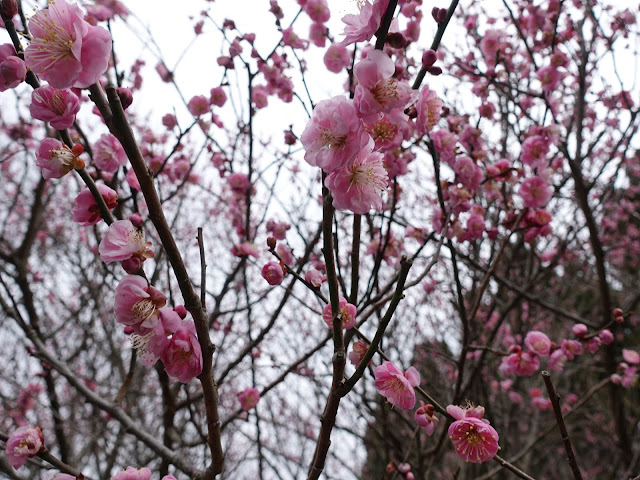 とっとり花回廊　ウメ（梅）