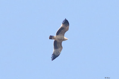 Imperial Eagle Aquila heliaca