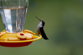 hummingbirds keep coming to the feeders