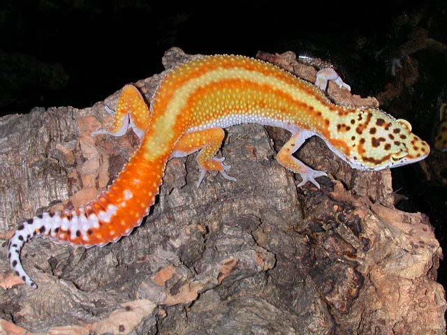 red stripe leopard gecko