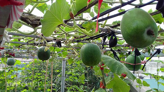Mẹ đảm Hà Nội bày cách trồng bí dưa hấu “tròn lẳn” trong thùng xốp nặng đến mức muốn “sập giàn”