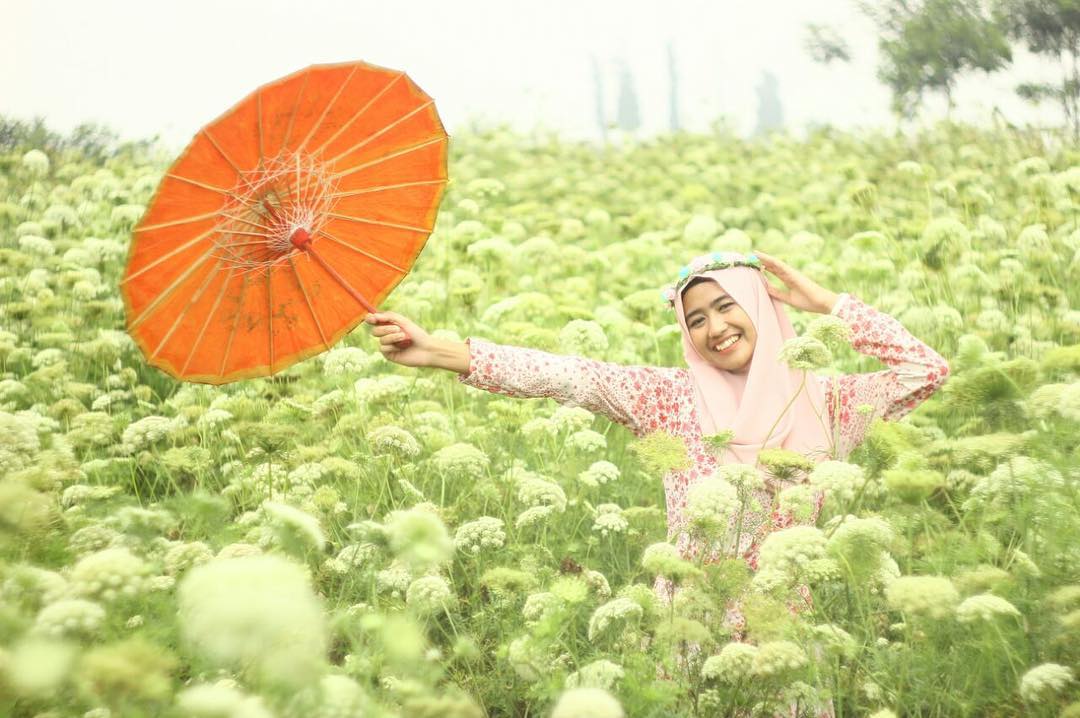 Indahnya Bunga Wortel di  perkebunan Sumber Brantas Bumiaji