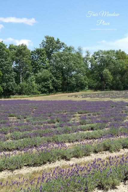 A Trip to the Lavender Farm