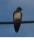 Mystery ovenbird