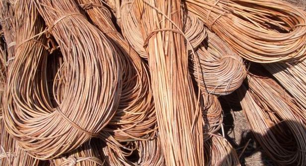 Rattan is one of Indonesia's biological resources, a significant foreign exchange earner