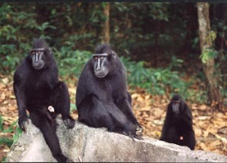 celebes black monkey