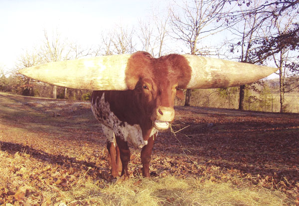 Cow with Largest Horns
