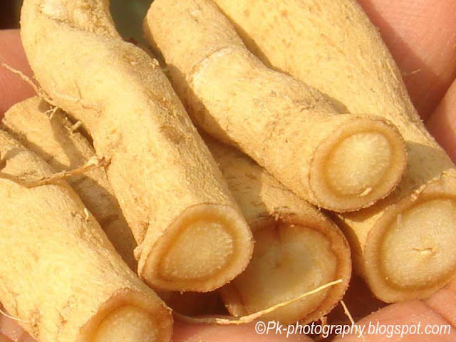 Image result for Ashwagandha root