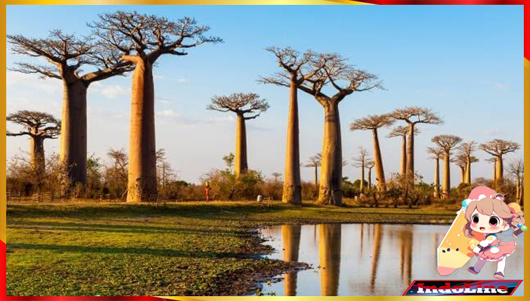 Eksplorasi Keunikan Fenomena Luar Biasa Pohon Tertua Mengagumkan Dunia - indoline