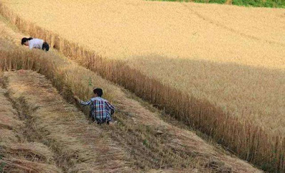 Wheat Straw