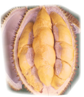 Pusat Budidaya Durian Menoreh Resmi:  Jual Bibit DURIAN MENOREH Varietas Unggul Nasional Gratis Ongkir Brosur dan KOnsultasi Budidaya, Call/ wa.: 0812-1560-7921