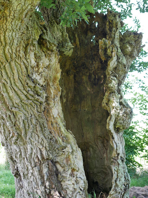 Sur le terrain de la chapelle de brandeneuf il y a un beau chene creux