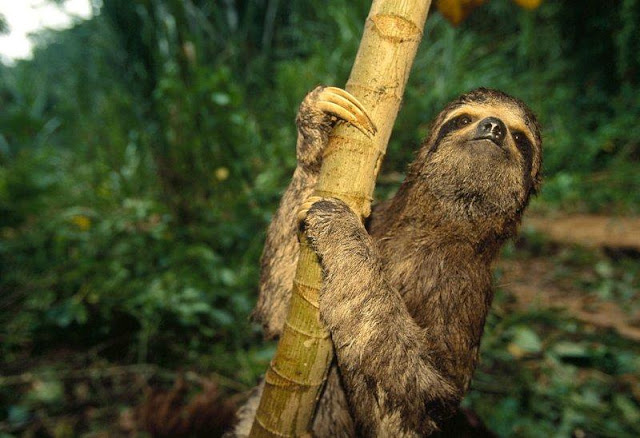 Sloth - Rare and Different South American Mammal Seen On www.coolpicturegallery.us