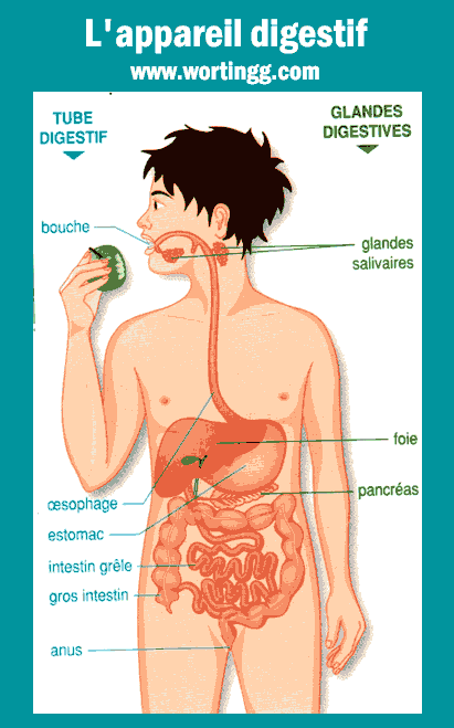 L'appareil digestif