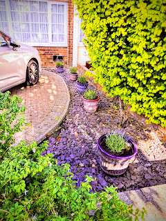 Lavender in pots along the driveway