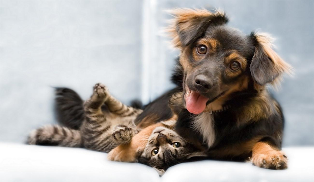 Hospital Veterinário do Recife abre 560 vagas de castração