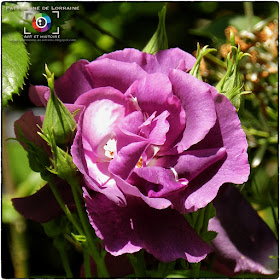 GELAUCOURT (54) - Jardin d'eau de l'Aubepré