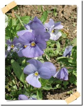 stemorsblomst1