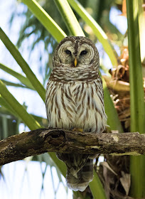 Barred Owl - Mead Botanical Garden, Florida