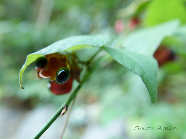 Rhynchosia acuminatifolia