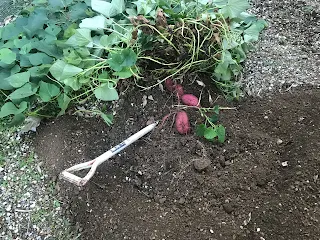さつまいも１４４日目