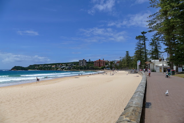 Manly, Beach, Strand, Meer, Promenade, Steynes, Norfolk, Tannen