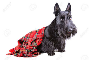  İskoç Teriyer Köpek Scottish Terrier Dog ekose