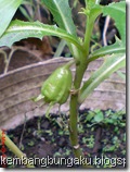 ki tolod 4006