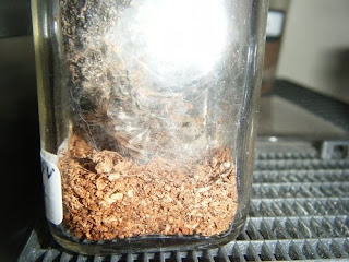 Molting Indian Ornamental Tarantula