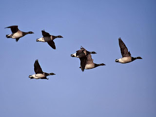 Migratory Birds on Migratory Birds