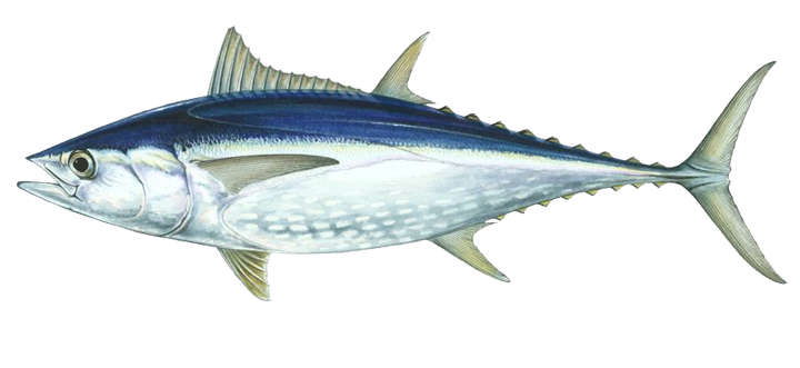 Top Baru Gambar Ikan Tuna Kartun, Inspirasi Terkini!