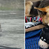 Dog found wandering streets of Detroit with stuffed animal gets
rescued